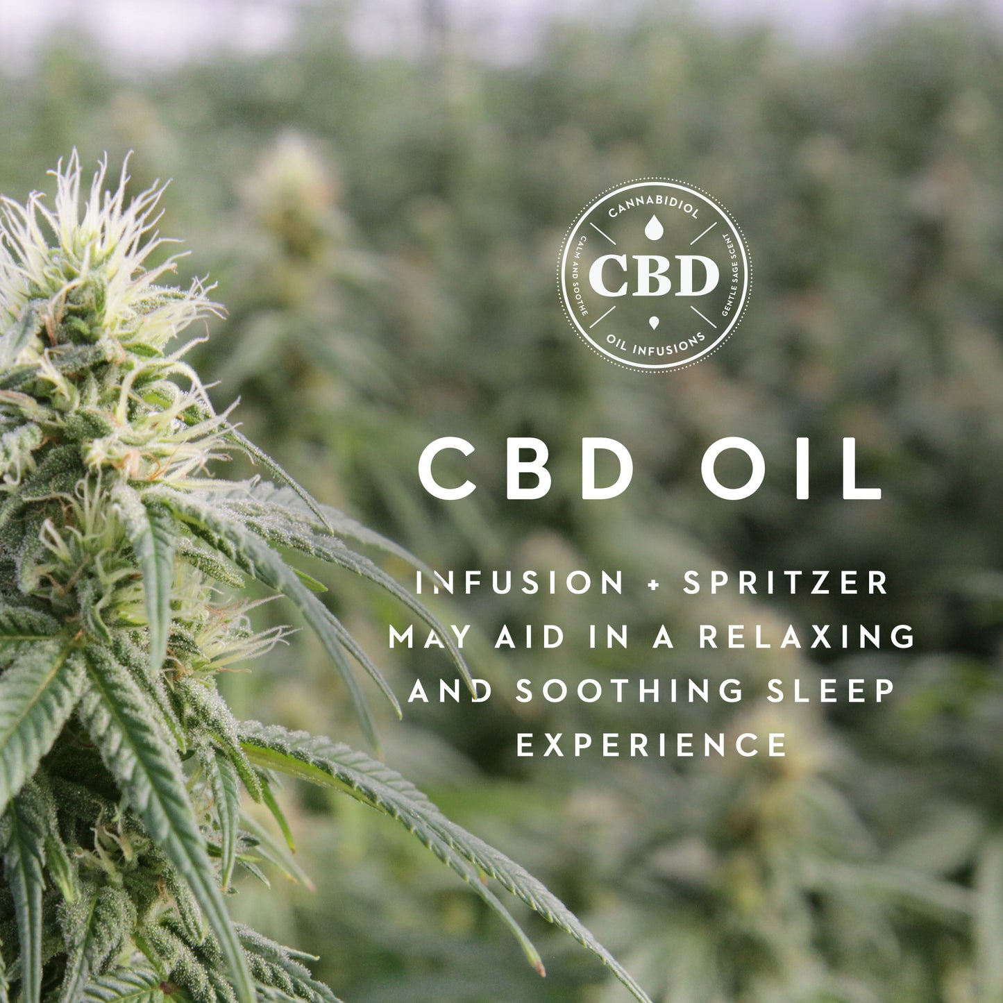 ZONED ACTIVEDOUGH™ + CBD OIL